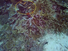 Pseudanthias huchtii