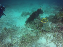 Ctenochaetus striatus