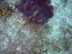 Chaetodon kleinii