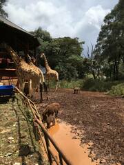 Phacochoerus africanus