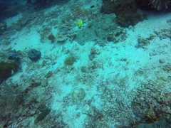 Forcipiger flavissimus