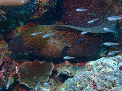 Ostorhinchus parvulus