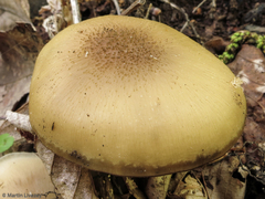 Lyophyllum