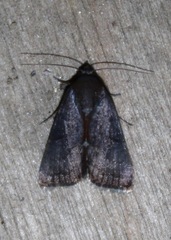 Galgula partita