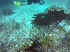 Chromis ternatensis