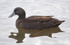 Anas platyrhynchos domesticus