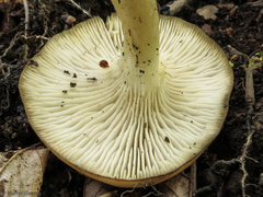 Lyophyllum