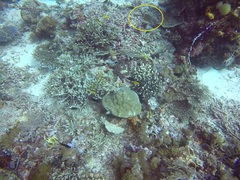Chromis xanthochira