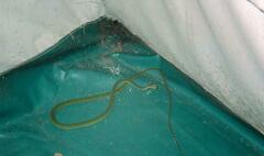 Hapsidophrys smaragdinus