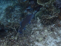 Plectropomus oligacanthus