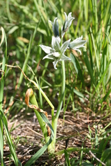 Ornithogalum boucheanum