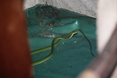 Hapsidophrys smaragdinus