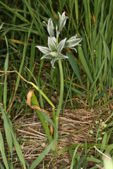 Ornithogalum boucheanum