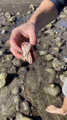 Semele decisa
