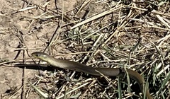 Delma inornata