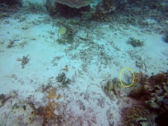 Pomacentrus amboinensis