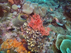 Pomacentrus brachialis