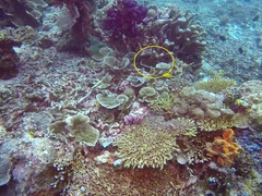 Pomacentrus nigromanus