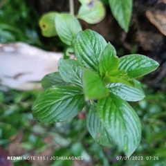 Spermacoce latifolia