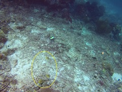 Amblyglyphidodon aureus