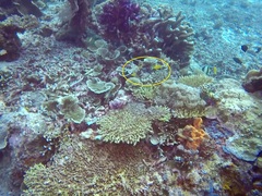 Pomacentrus moluccensis