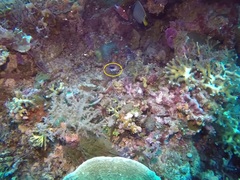 Chrysiptera rollandi