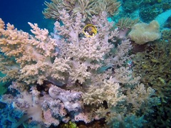 Amblyglyphidodon ternatensis