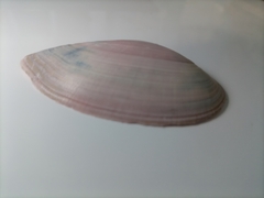 Psammotella cruenta