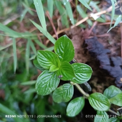 Spermacoce latifolia