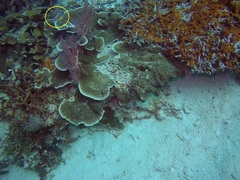 Amblyglyphidodon leucogaster