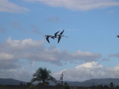Himantopus mexicanus