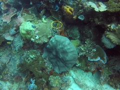 Neoglyphidodon nigroris