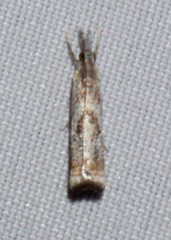 Microcrambus