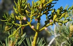 Phoradendron bolleanum densum