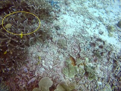 Dascyllus reticulatus