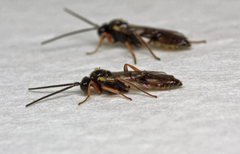 Orthopelma mediator