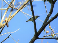 Leiothlypis peregrina
