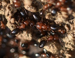 Camponotus lateralis