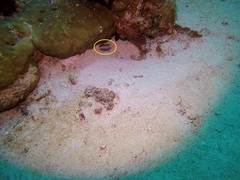 Pseudochromis perspicillatus