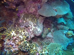Labracinus cyclophthalmus
