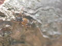 Phymatodes alni