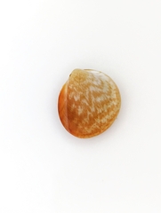 Laevicardium mortoni