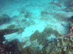 Pterocaesio digramma