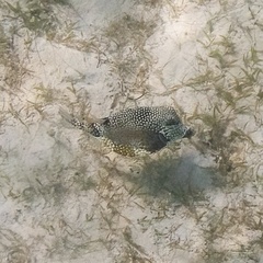 Lactophrys triqueter