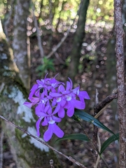 Epidendrum centropetalum