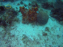 Parupeneus barberinus