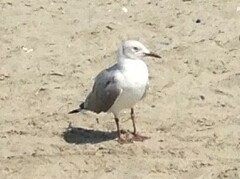 Chroicocephalus cirrocephalus