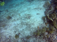 Parupeneus multifasciatus