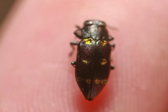 Chrysobothris chrysoela