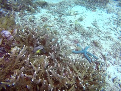 Anyperodon leucogrammicus